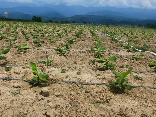 無土栽培，無土栽培技術，無土栽培設備