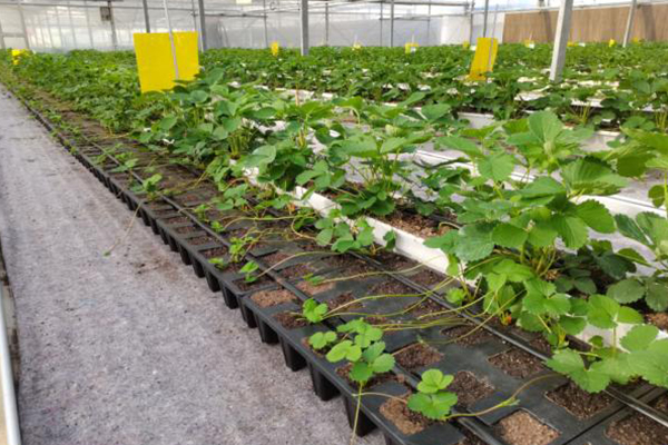 無土栽培，無土栽培技術(shù)，無土栽培設(shè)備