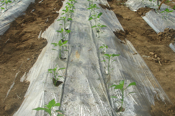 無土栽培，無土栽培技術，無土栽培設備