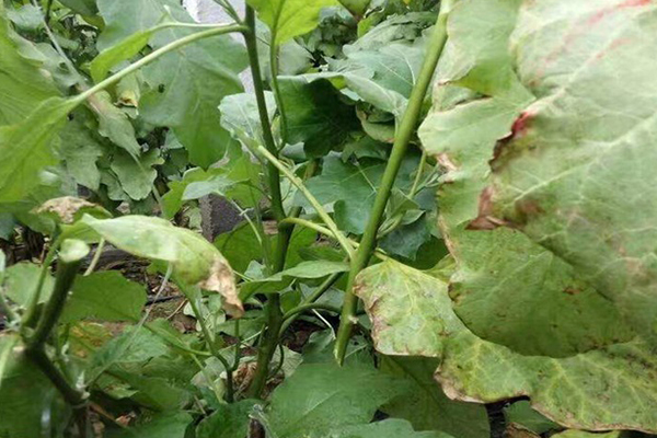 無土栽培，無土栽培技術(shù)，無土栽培設(shè)備