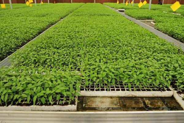 無(wú)土栽培，無(wú)土栽培技術(shù)，無(wú)土栽培設(shè)備