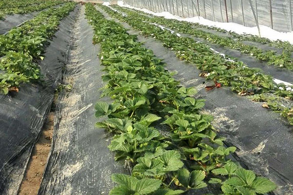 無土栽培，無土栽培技術，無土栽培設備