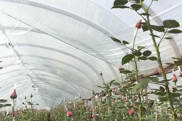 無土栽培，無土栽培技術，無土栽培設備