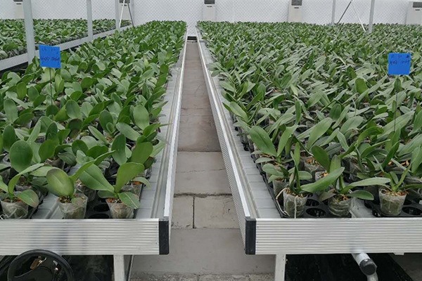 無(wú)土栽培，無(wú)土栽培技術(shù)，無(wú)土栽培設(shè)備