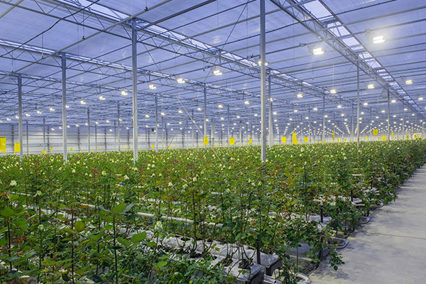 無土栽培，無土栽培技術，無土栽培設備