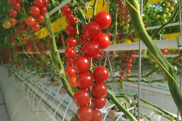 無土栽培，無土栽培技術(shù)，無土栽培設(shè)備