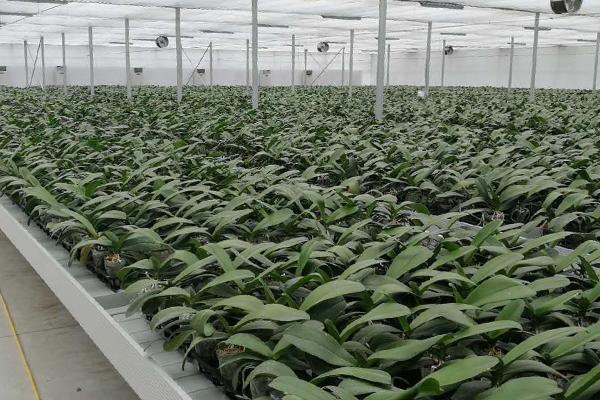 無(wú)土栽培，無(wú)土栽培技術(shù)，無(wú)土栽培設(shè)備