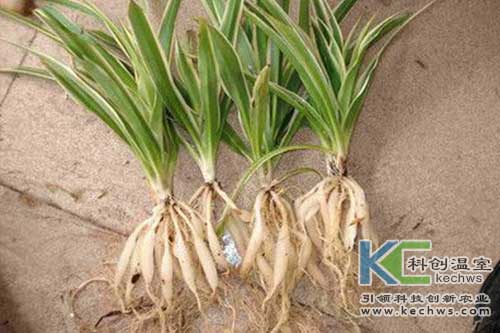 無土栽培，無土栽培技術，無土栽培設備