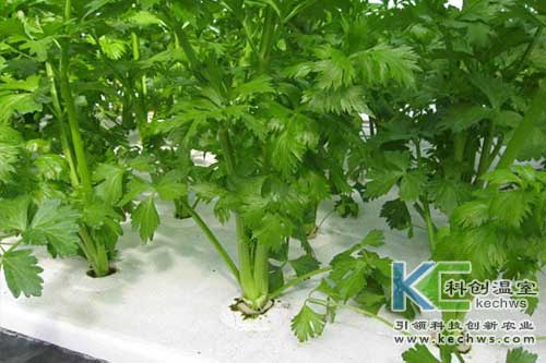 無土栽培，無土栽培技術，無土栽培設備
