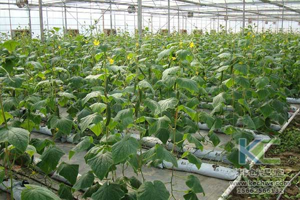 無(wú)土栽培，無(wú)土栽培技術(shù)，無(wú)土栽培設(shè)備