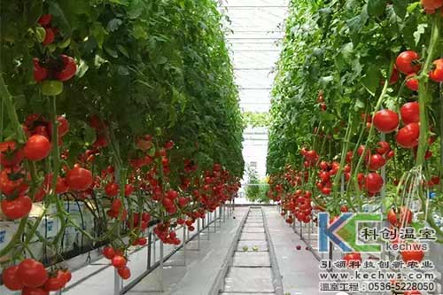 無土栽培，無土栽培技術，無土栽培設備