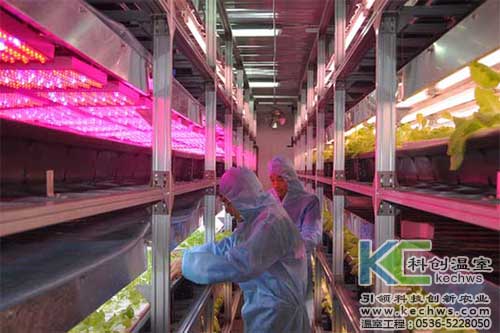 無(wú)土栽培，無(wú)土栽培技術(shù)，無(wú)土栽培設(shè)備