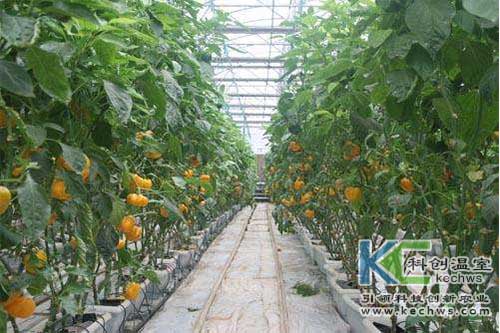 無(wú)土栽培，無(wú)土栽培技術(shù)，無(wú)土栽培設(shè)備