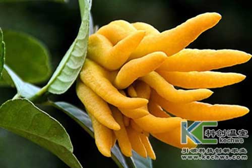 無土栽培，無土栽培技術，無土栽培設備