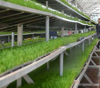 無土栽培,無土栽培技術,無土栽培設備