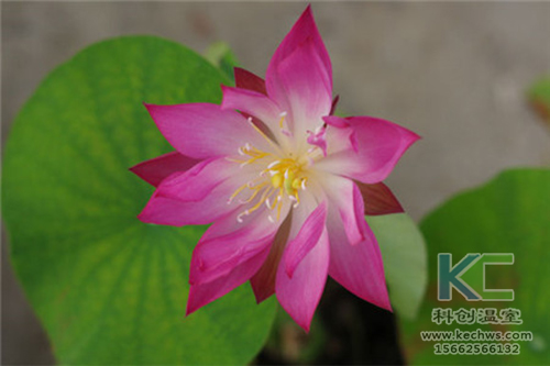 無(wú)土栽培,無(wú)土栽培技術(shù),無(wú)土栽培設(shè)備