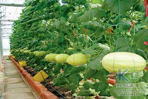 無土栽培，無土栽培技術，無土栽培設備