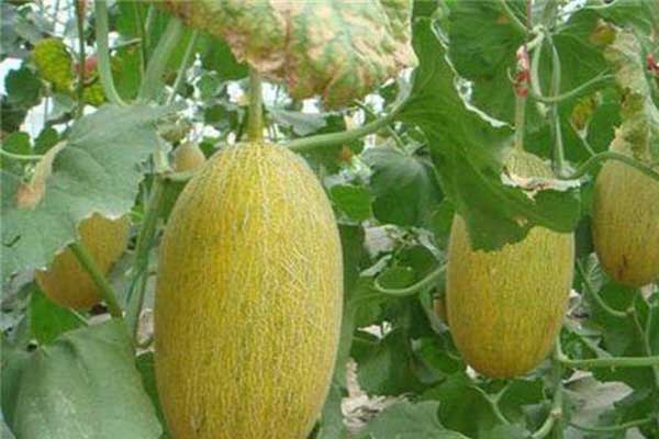 無土栽培，無土栽培技術，無土栽培設備