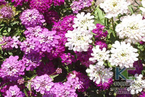 無土栽培,無土栽培技術,無土栽培設備