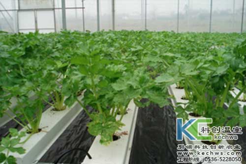 無土栽培，無土栽培技術，無土栽培設備