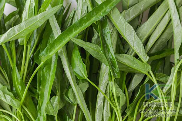 無土栽培，無土栽培技術，無土栽培設備