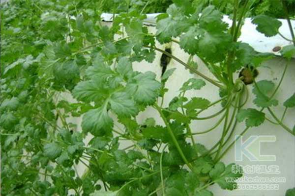 無土栽培，無土栽培技術