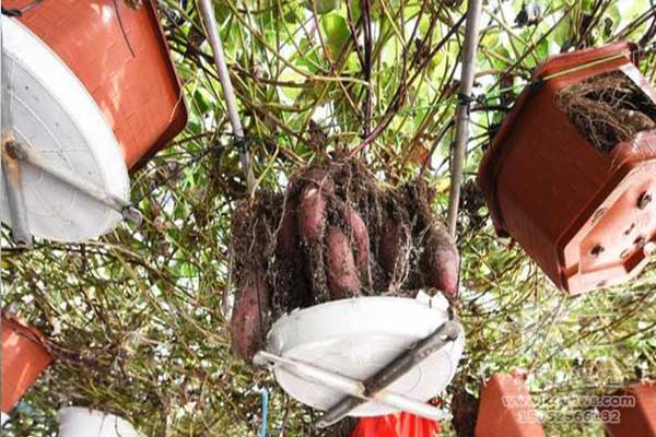 無土栽培，無土栽培技術(shù)