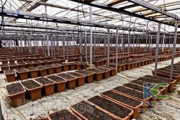 無土栽培，無土栽培技術(shù)