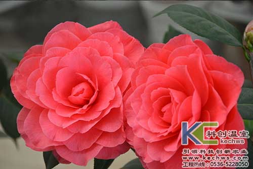 無(wú)土栽培，無(wú)土栽培技術(shù)，無(wú)土栽培設(shè)備