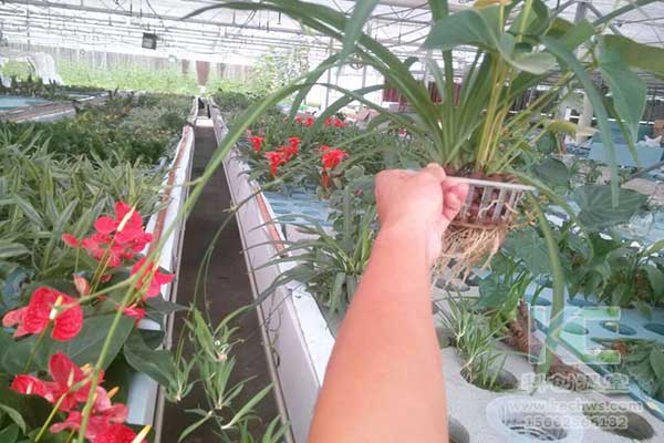 無土栽培，無土栽培技術，無土栽培設備