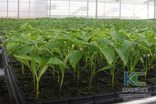 無土栽培，無土栽培技術(shù)，無土栽培設(shè)備