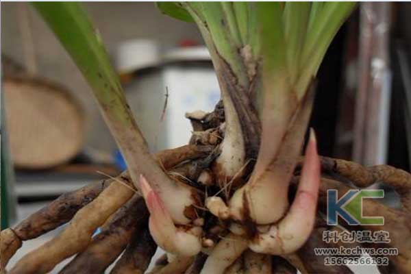 無土栽培，無土栽培技術，無土栽培設備