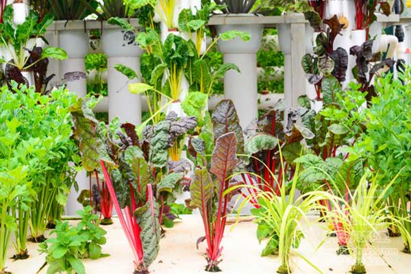 無土栽培，無土栽培技術，無土栽培設備