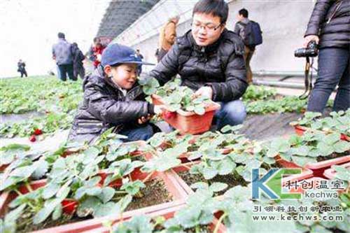 無土栽培,無土栽培技術,無土栽培設備