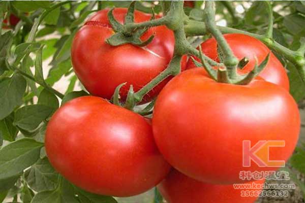 無土栽培，無土栽培技術，無土栽培設備