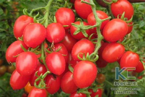 無土栽培，無土栽培技術，無土栽培設備