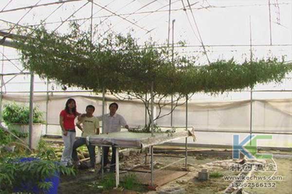 無土栽培，無土栽培技術