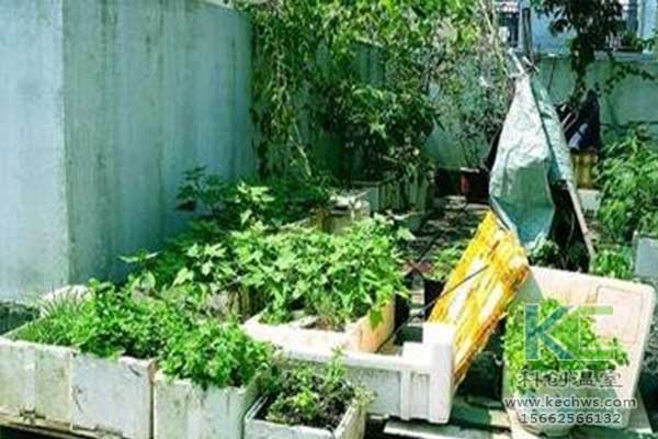 無土栽培，無土栽培技術，無土栽培設備