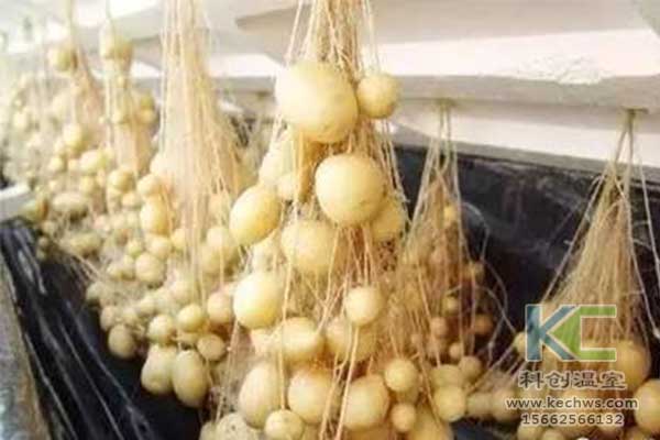 無土栽培，無土栽培技術，無土栽培設備