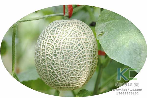 無土栽培，無土栽培技術(shù)，無土栽培設(shè)備