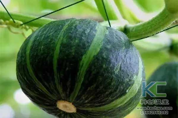 無(wú)土栽培，無(wú)土栽培技術(shù)，無(wú)土栽培設(shè)備