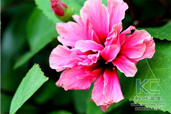 無土栽培，無土栽培技術，無土栽培設備