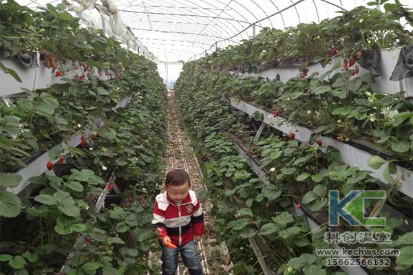 無(wú)土栽培，無(wú)土栽培技術(shù)