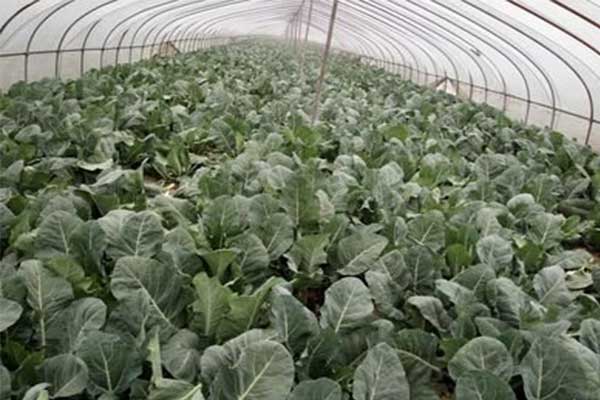 無(wú)土栽培，無(wú)土栽培技術(shù)，無(wú)土栽培設(shè)備