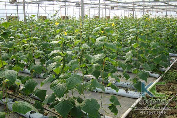 無土栽培，無土栽培技術