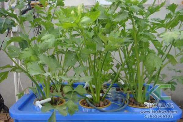 無土栽培，無土栽培技術