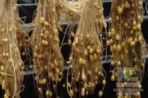 無土栽培，無土栽培技術