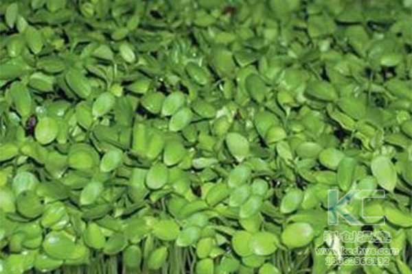 無土栽培，無土栽培技術，無土栽培設備