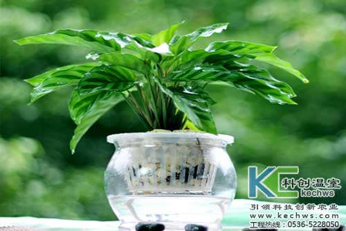 無土栽培，無土栽培技術，無土栽培設備