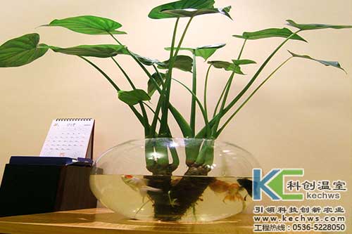 無土栽培，無土栽培技術(shù)，無土栽培設(shè)備